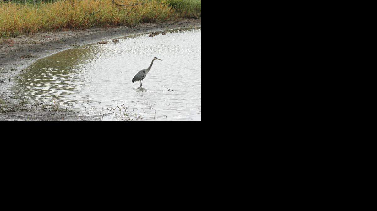 A great blue heron fishes in the Chisholm Creek Park lake last September, the last time Chisholm Creek was under a blue-green algae warning. (Sept. 12, 2014)
