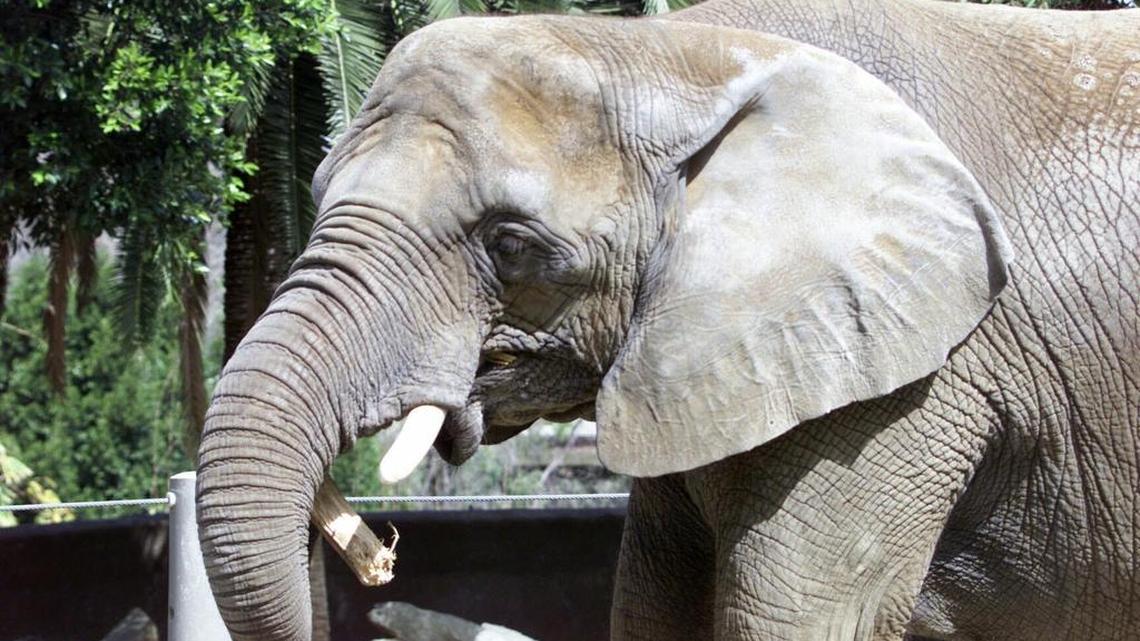 This elephant at the San Diego Zoo is one of many in the United States that have been imported from Swaziland.