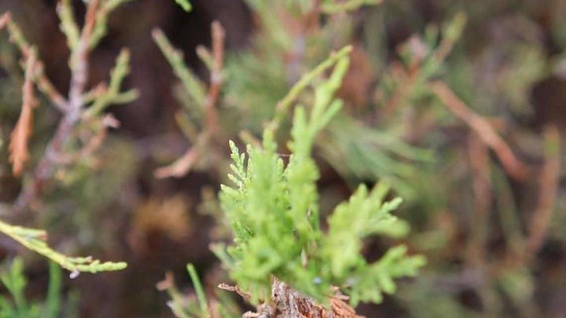 Bagworms on a juniper tree
