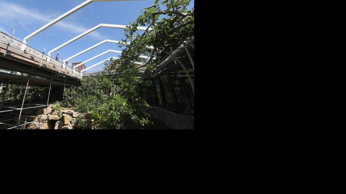 
Eby Construction employees work on top of the roof over the jungle exhibit at the Sedgwick County Zoo. The roof has been removed to make way for a new one that will allow more light into the exhibit. The tropical plants weren’t getting enough light underneath the old roof and were becoming weak. The jungle is scheduled to reopen to the public on Memorial Day 2015. (Aug. 19, 2014)
