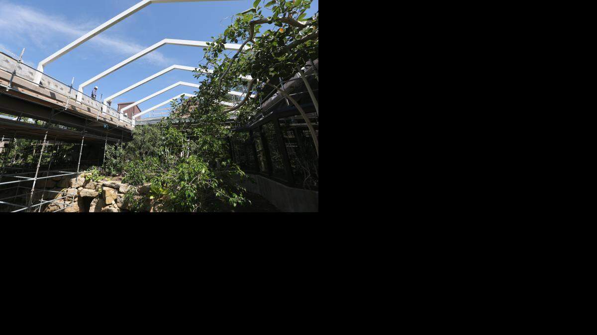 
Eby Construction employees work on top of the roof over the jungle exhibit at the Sedgwick County Zoo. The roof has been removed to make way for a new one that will allow more light into the exhibit. The tropical plants weren’t getting enough light underneath the old roof and were becoming weak. The jungle is scheduled to reopen to the public on Memorial Day 2015. (Aug. 19, 2014)
