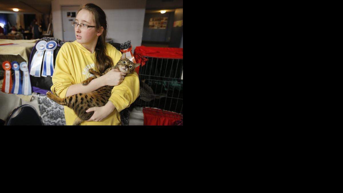 
Melanie Lower holds her cat, Indiana Jones, at the Wichita Cat Fancy cat show at the Cotillion on Saturday.
