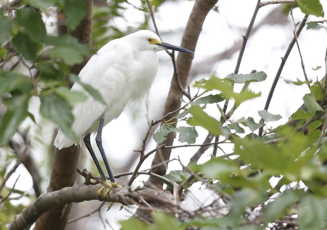 The Sedgwick County Zoo has a problem with egrets, the government protected birds who defecate everywhere, causing harm to animals and zoogoers. A snowy egret perches on a limb at the zoo.