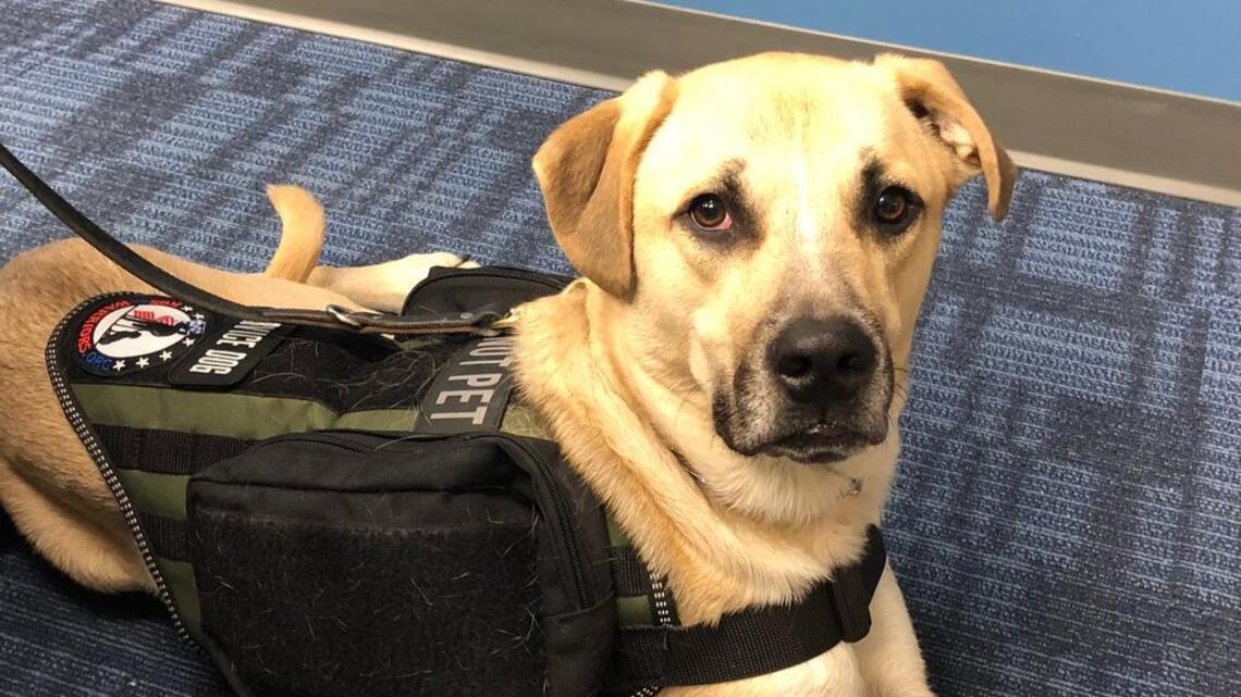 With a bond that goes through the leash, Wichita veteran receives free service dog