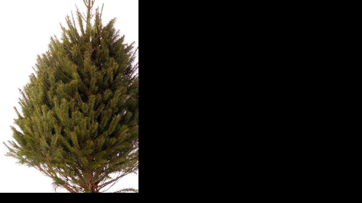
Remove decorations before recycling the Christmas tree. 
