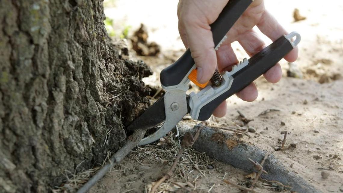 Hand pruners are one of the tools that can be sharpened Saturday during Tree Fest.