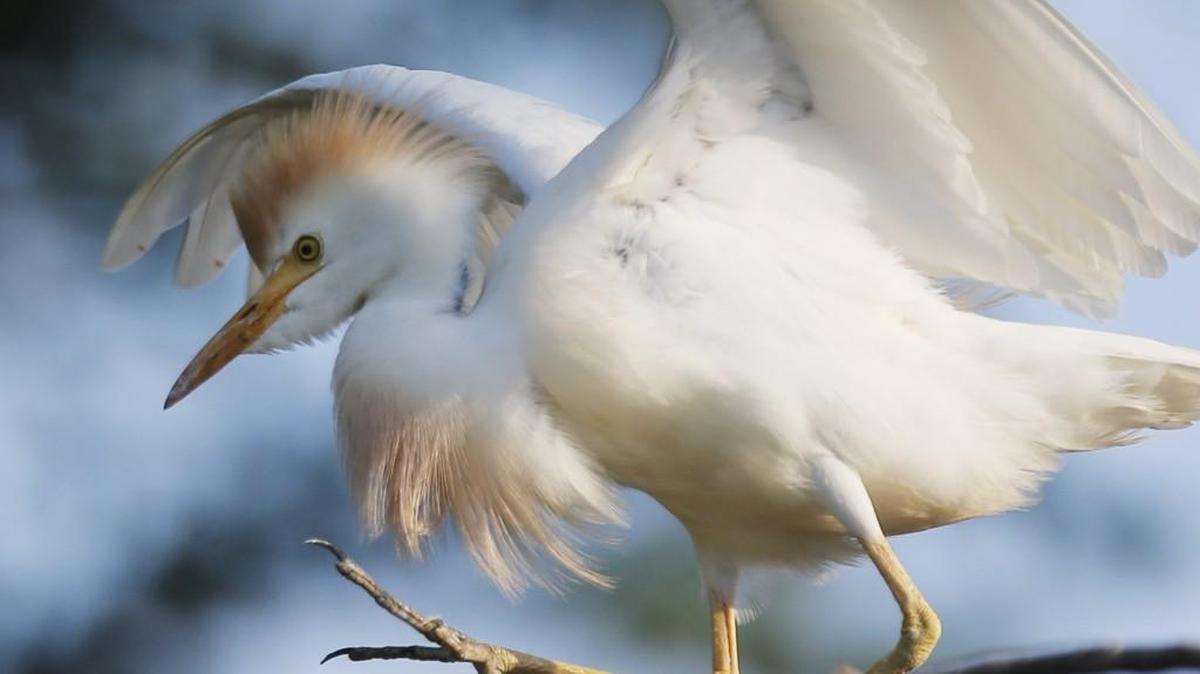 A cattle egret makes its way across a limb in northwest Wichita in 2013.
