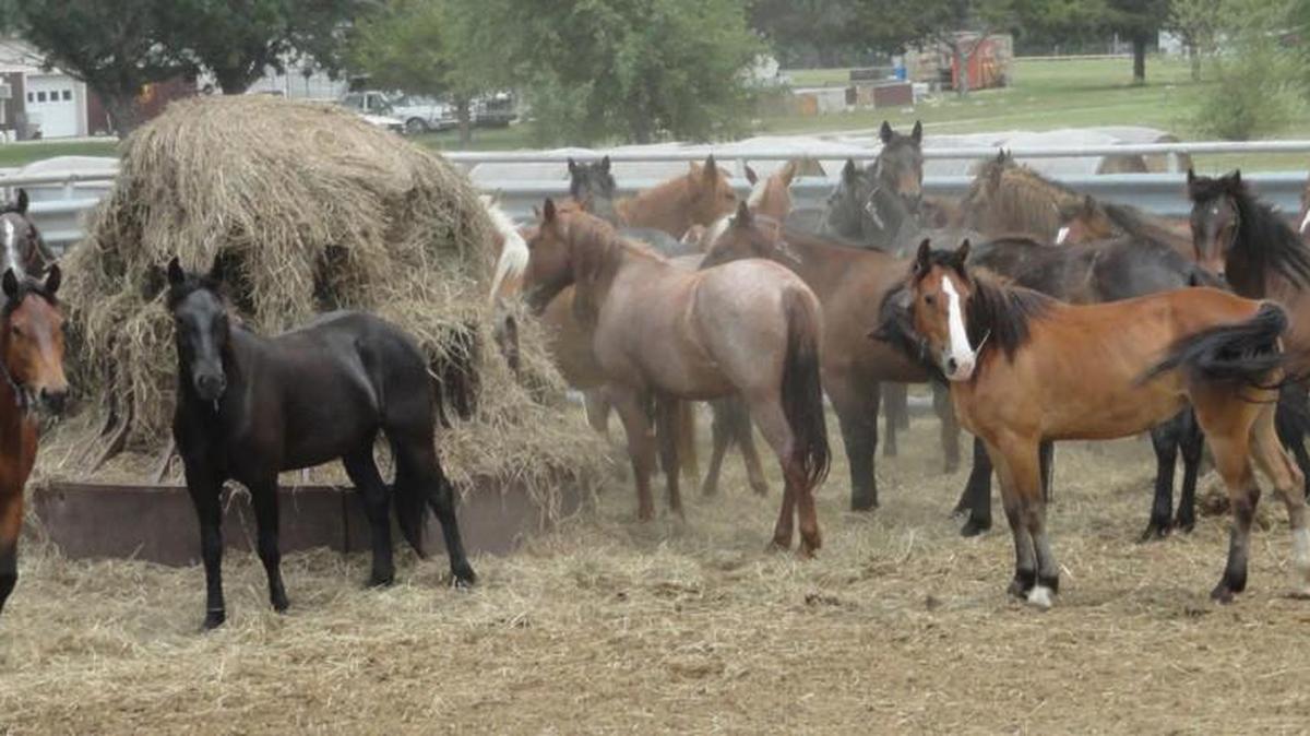 Horses are seen at the Hutchinson Correctional Facility in 2011.