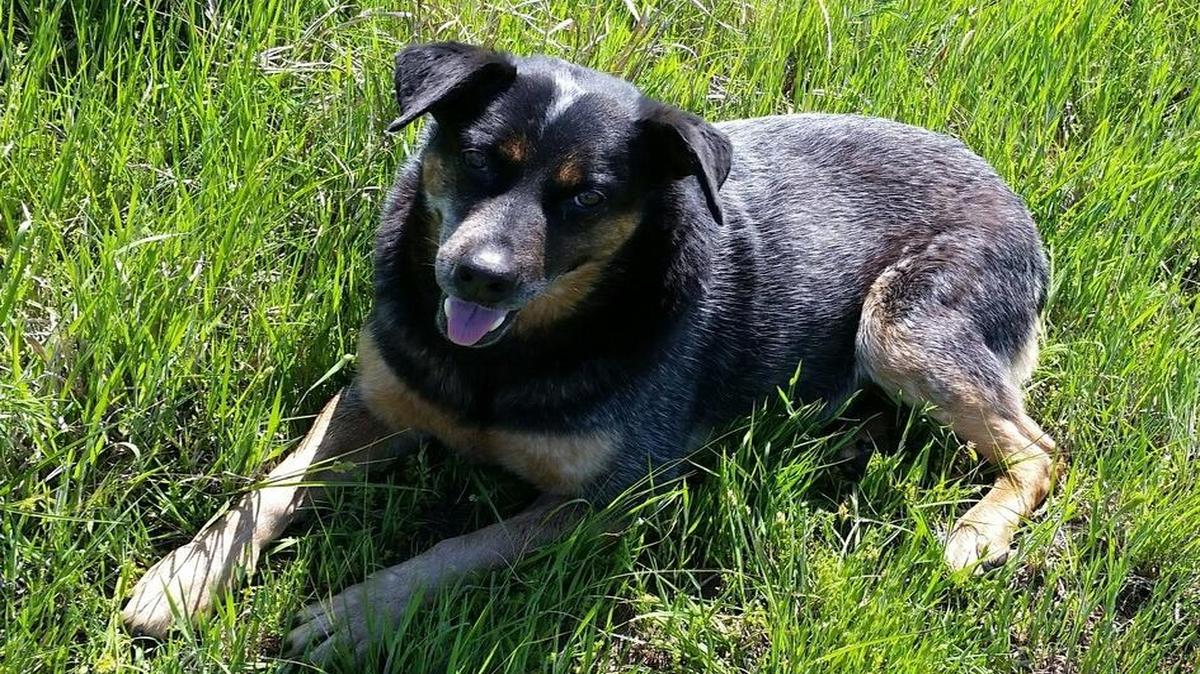 
Pepper, a blue heeler, was shot to death on May 30.

