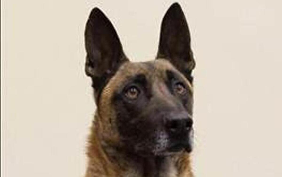 Rooster, a Wichita police canine, was killed in the line of duty Saturday night.