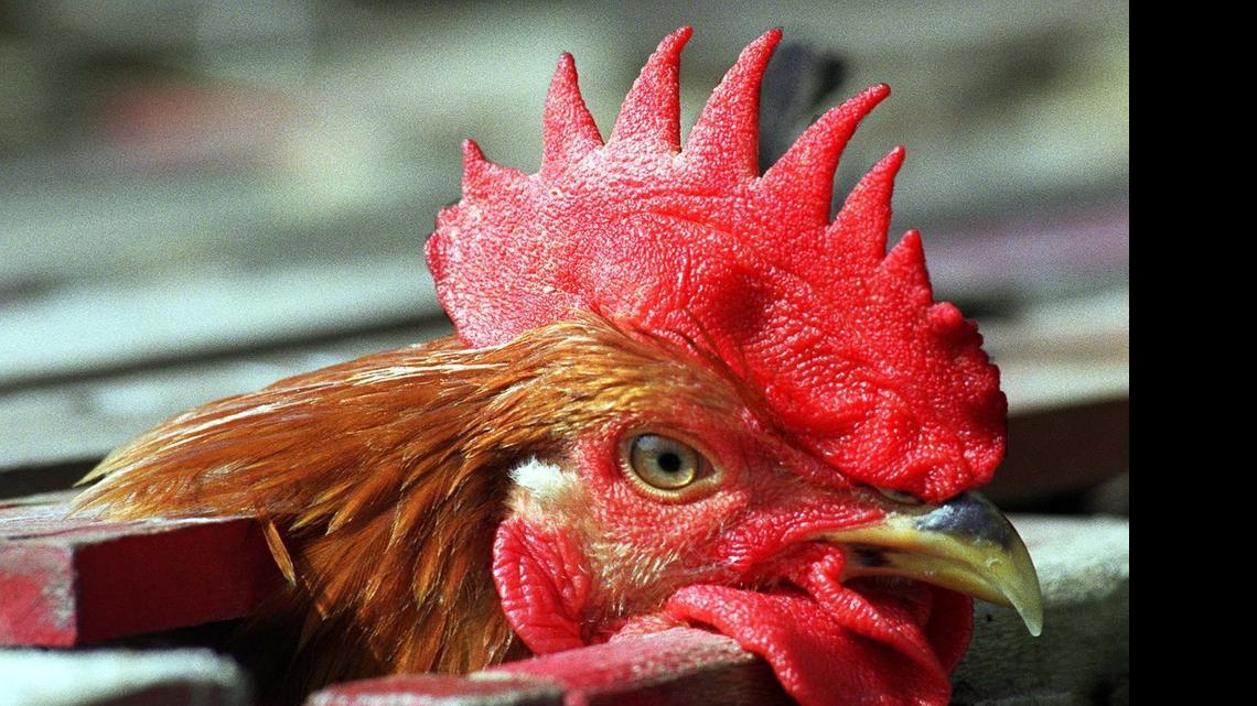 
Earlier this month, the Kansas Department of Agriculture issued a stop movement order regarding all poultry events where birds are brought together. 
