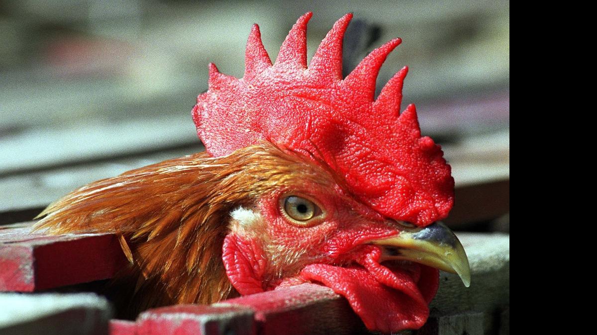 Cases of bird flu have been detected in Sedgwick and Dickinson counties, the Kansas Department of Agriculture says.