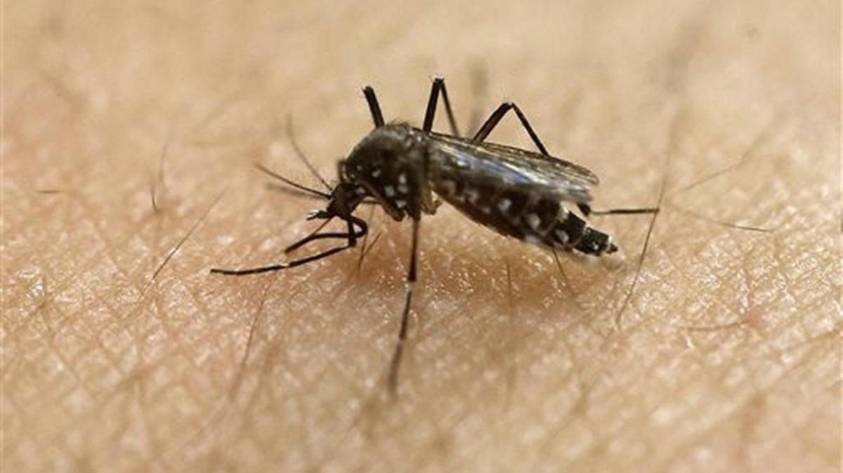 In this Jan. 18, 2016, file photo, a female Aedes aegypti mosquito acquires a blood meal on the arm of a researcher at the Biomedical Sciences Institute in the Sao Paulo's University in Sao Paulo, Brazil.
