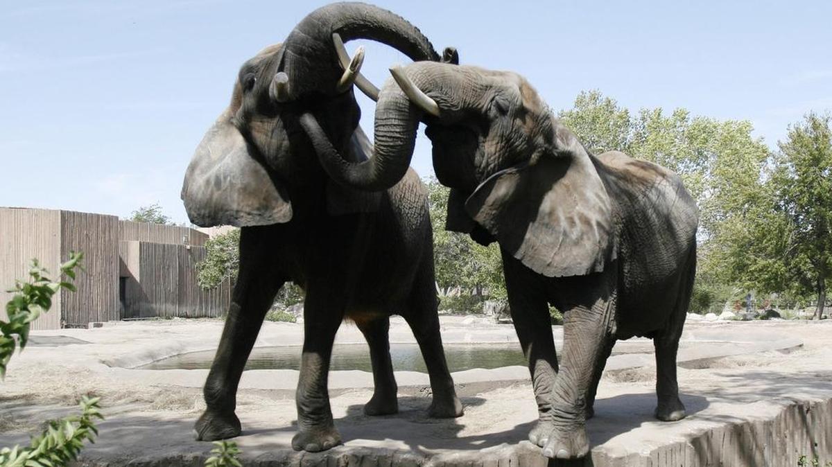 Sedgwick County Zoo elephants Cinda, left, and Stephanie were a popular attraction at the Sedgwick County Zoo before Cinda died in 2014 leaving Stephanie the zoo’s lone elephant. Since Cinda’s death, bringing more elephants to the zoo has been a top priority for zoo officials.