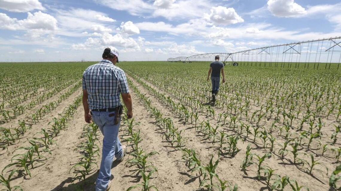 Kansas State to help farmers weather ag economy downturn