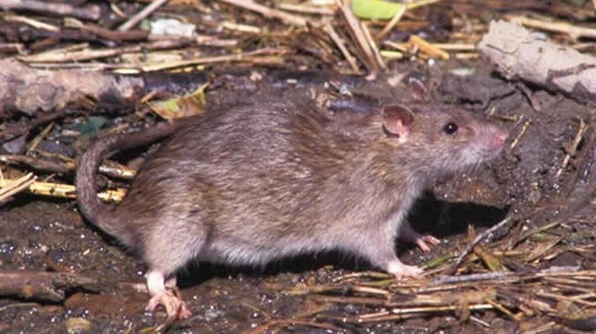 A Norway rat.