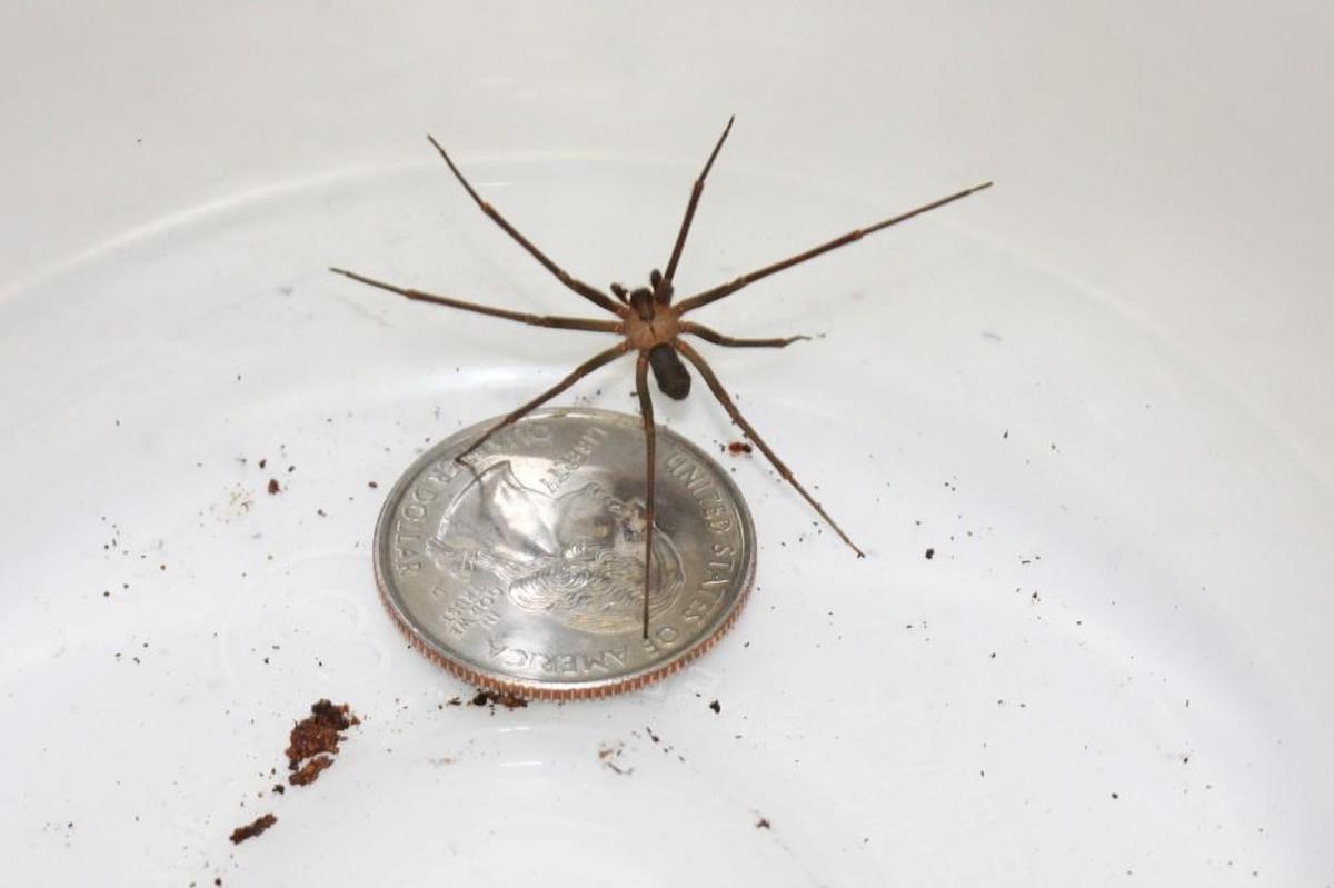 Brown recluse spider