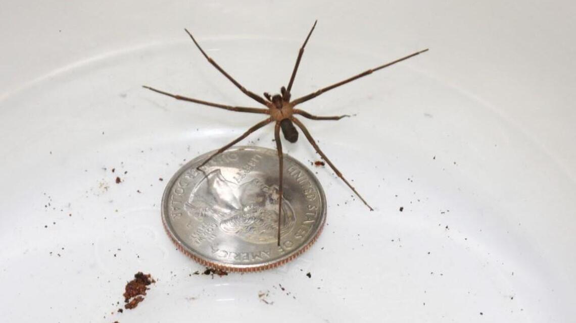 Brown recluse spiders are active in homes. Here’s what you should know.