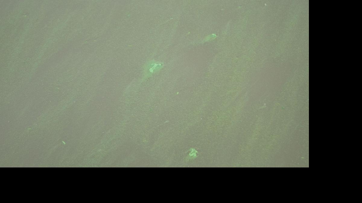 
Blue-green algae generally grows in lakes, ponds and slow-moving streams, especially when the water is warm. The algae often looks like spilled green paint.
