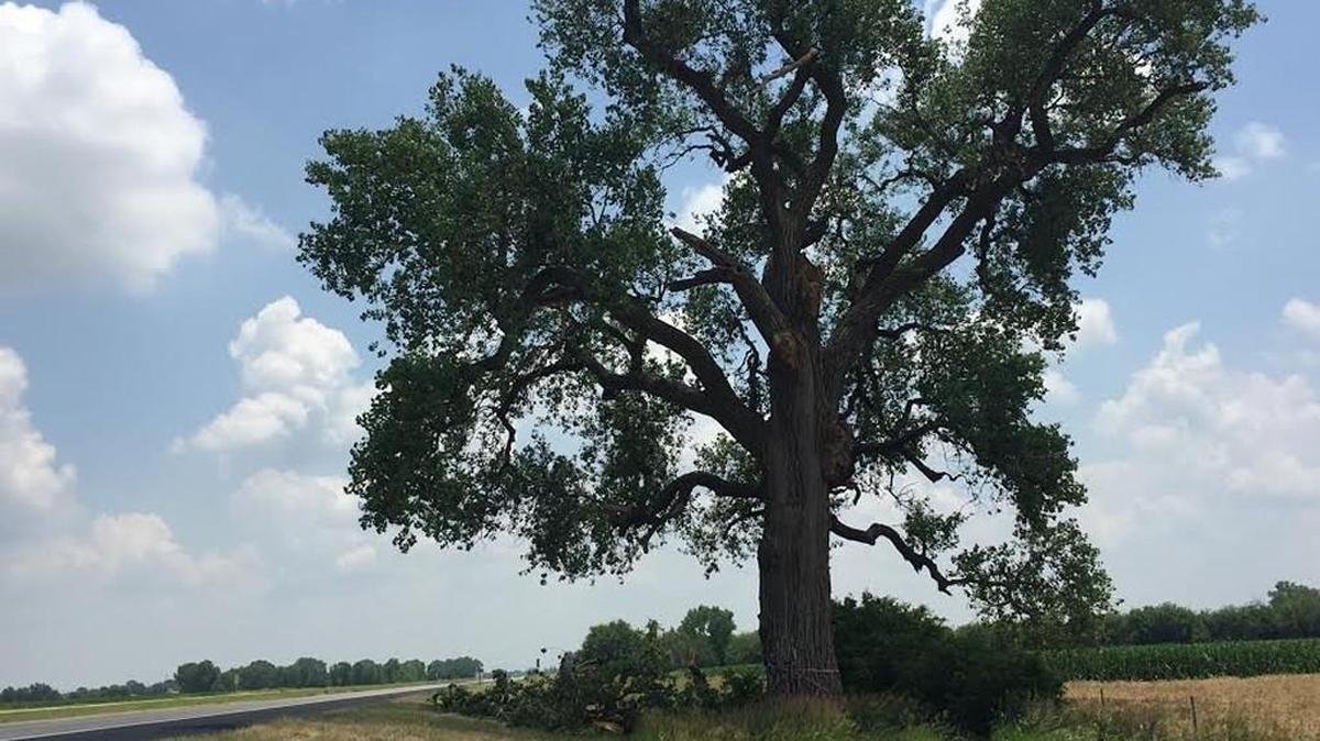 The “Lucky Tree” along K-96 near Halstead Road lost some limbs in recent storms. (June 19, 2016)