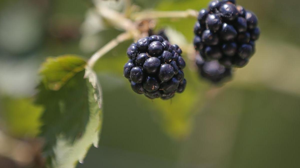 Blackberries are ripe now at some farms and will be during July at others.