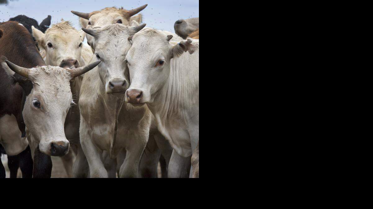 
With more cattle than people, Kansas is trying a new tactic to fight rustlers.


