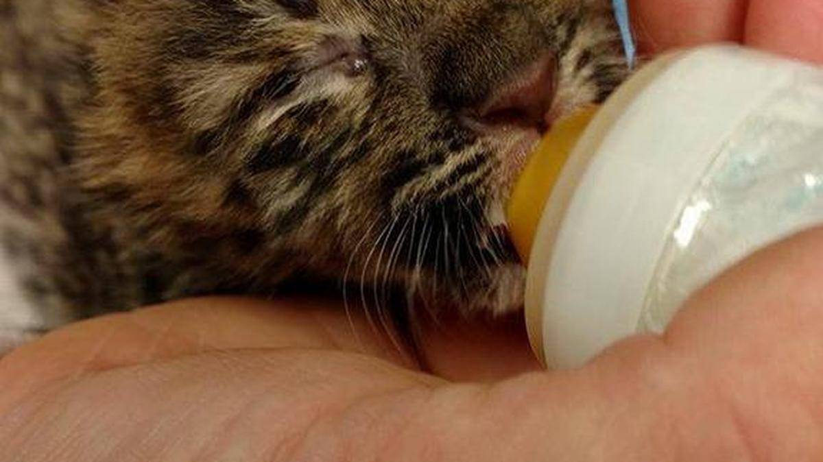 Staff at the Sedgwick County Zoo is caring for a 7-week-old Amur leopard cub after two of his siblings died shortly after birth.