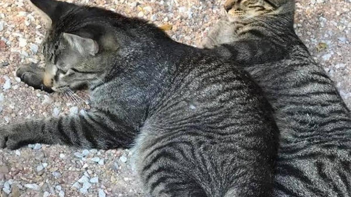 Handy and Andy, 7-month-old, 5-pound brothers, may have wandered from the Old Cowtown Museum’s 17-acre complex sometime on July 8. The museum wants the cats back.