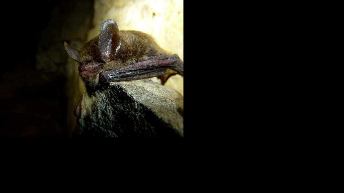
This northern long-eared bat has visible symptoms of white-nose syndrome.
