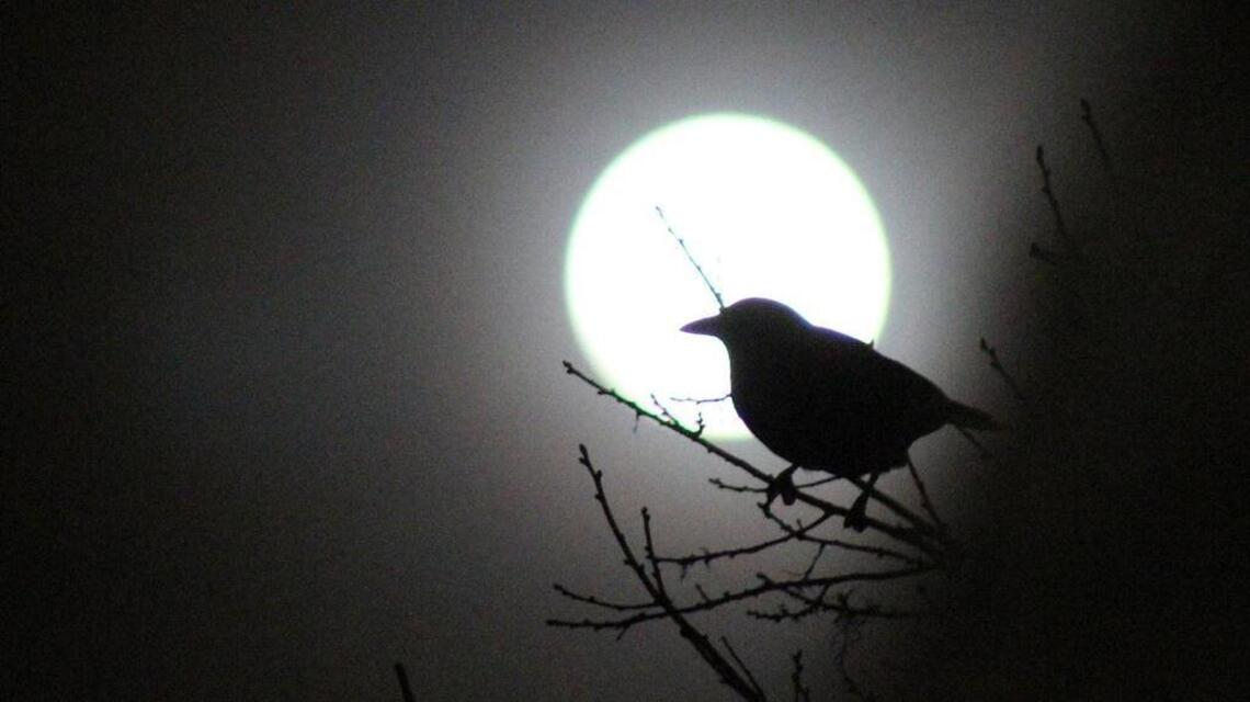 A sturgeon supermoon will rise over Kansas soon. Here’s when to get the best view