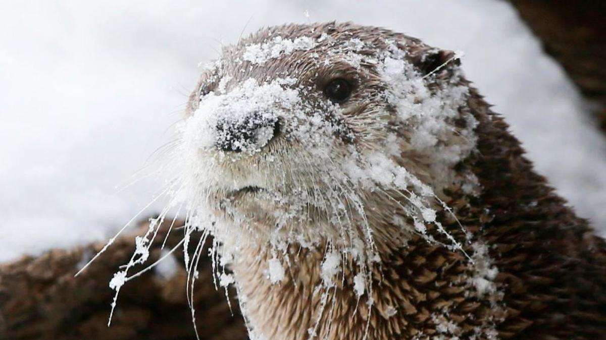 The weather this weekend will be suitable for river otters. Humans will find it uncomfortably cold.