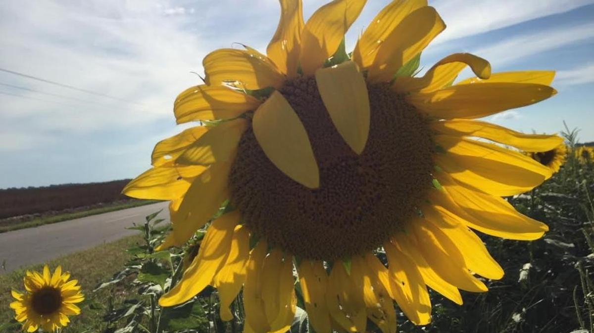 A sunflower is in full bloom in a field in western Reno County.