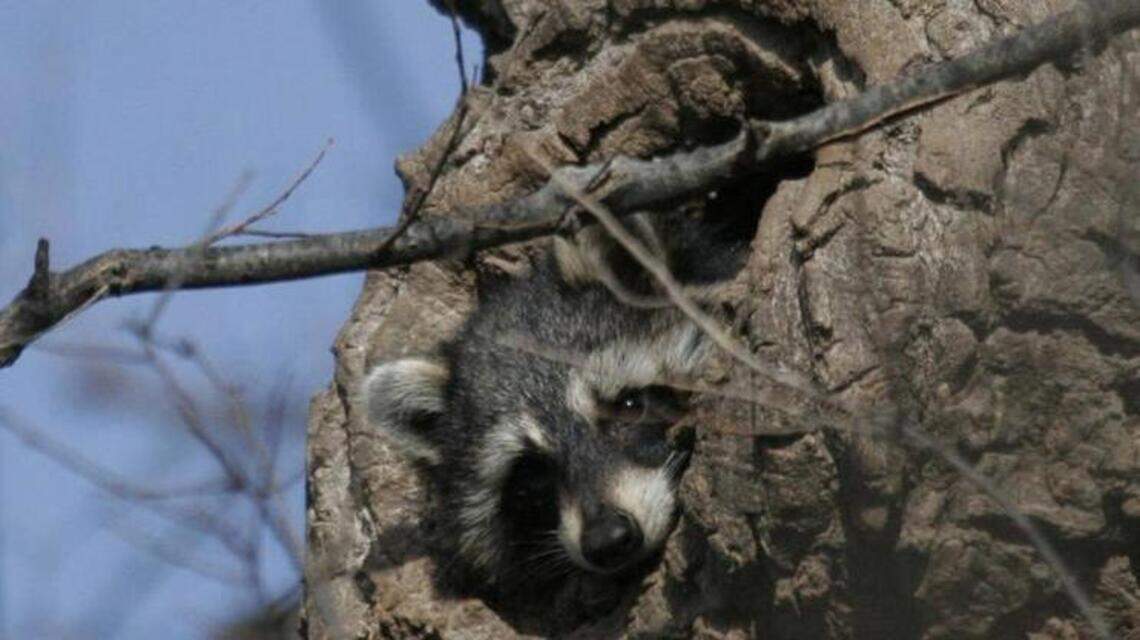 ‘Crazed raccoons’ may be wandering in your backyard – or not