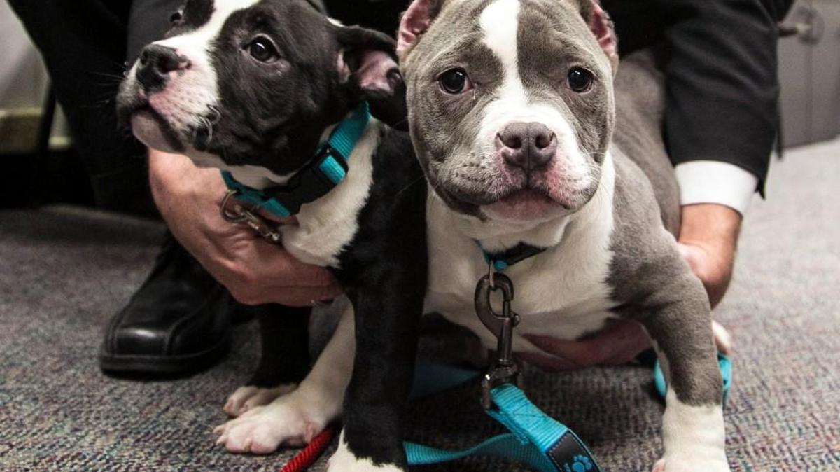 These puppies were recovered from a puppy mill in west Wichita where police were serving an unrelated search warrant in February.