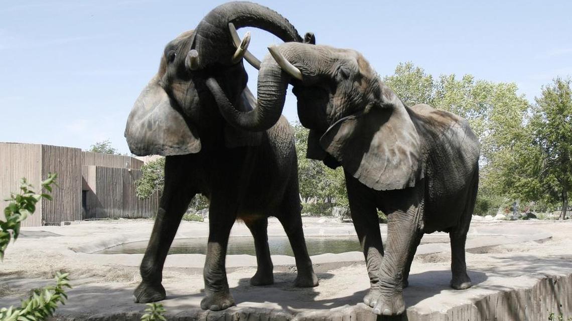 Sedgwick County Zoo elephants Cinda, left, and Stephanie were a popular attraction at the Sedgwick County Zoo before Cinda died in 2014, leaving Stephanie the zoo’s lone elephant. Since Cinda’s death, bringing more elephants to the zoo has been a top priority for zoo officials. Now, an animal-rights group is using legal action to try to block the import of six new elephants to the zoo.