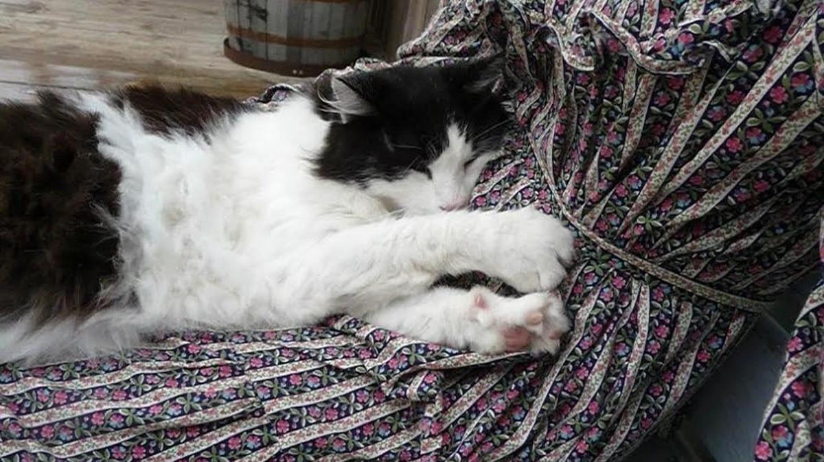 Bandit, an ambassador for Old Cowtown Museum, liked to snooze on location at the living history museum.