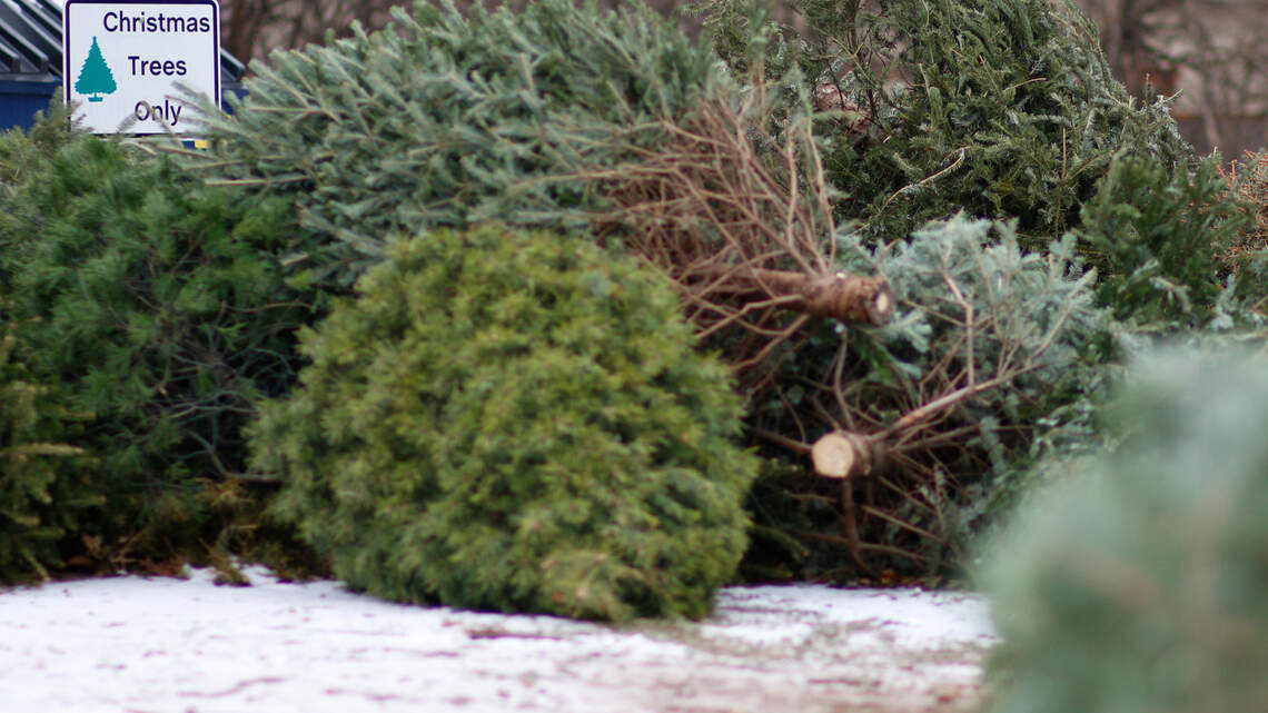 Done looking at your Christmas tree? These tree recycling locations are open