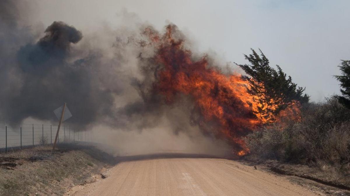 A grass fire ignites cedar trees and brush next to a road southwest of Medicine Lodge in March 2016.