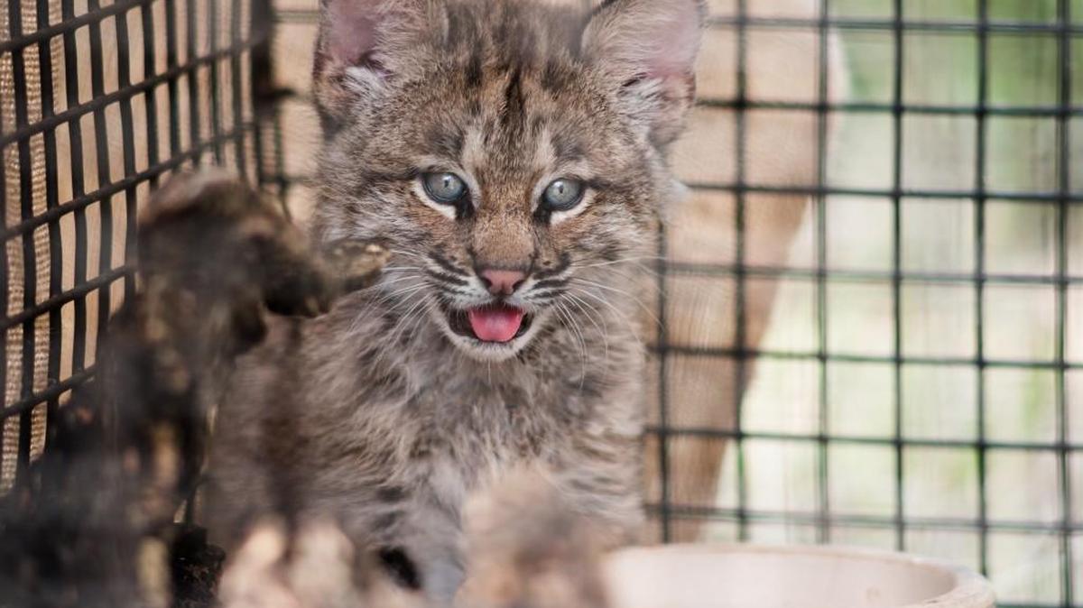 A young bobcat was part of the attractions at the Great Plains Nature Center during the Walk with Wildlife event in 2016.