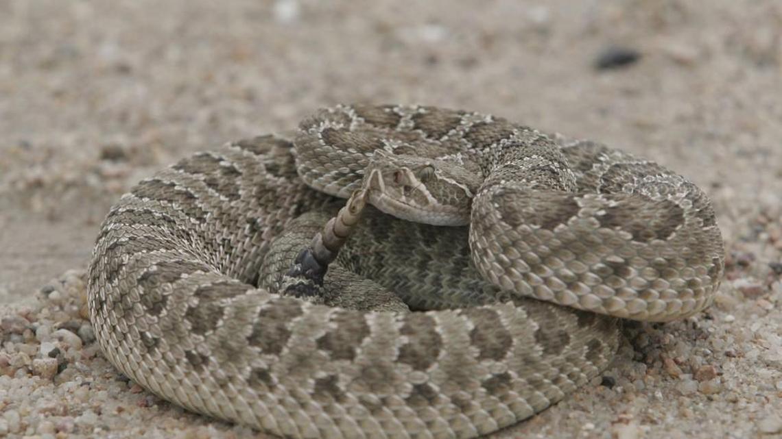 A man was rushed to the hospital after a rattlesnake fell into his kayak and bit him twice.