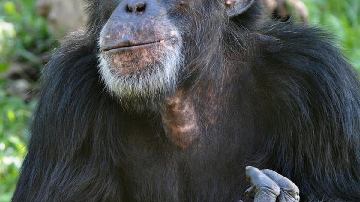 Bahati, a 31-year-old male chimpanzee that died June 21, 2017, at the Kansas City Zoo.