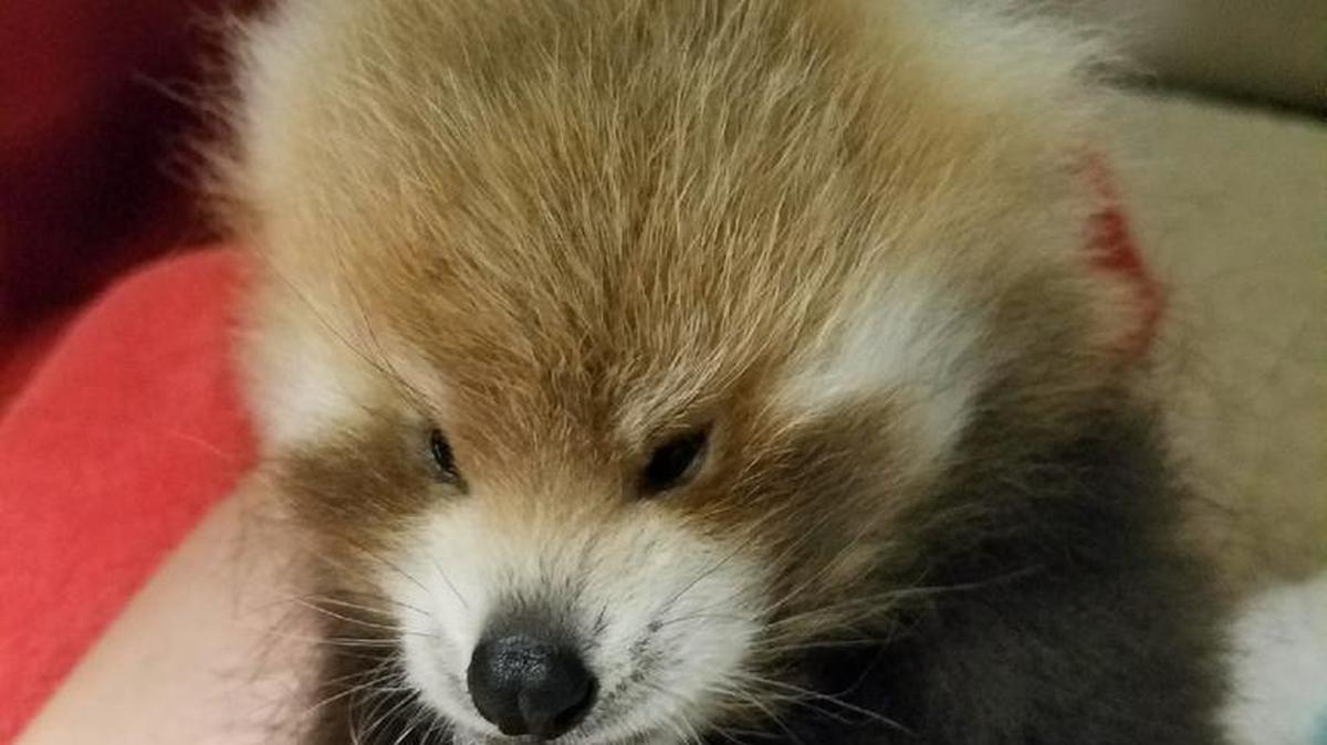 The smallest of three red pandas at Lee Richardson Zoo was euthanized Friday.