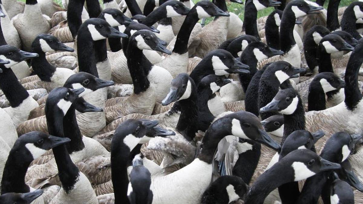 As a last resort, some 150 Canada geese, similar to these, were rounded up at Lake Waukomis in June and exterminated as a nuisance and health risk.