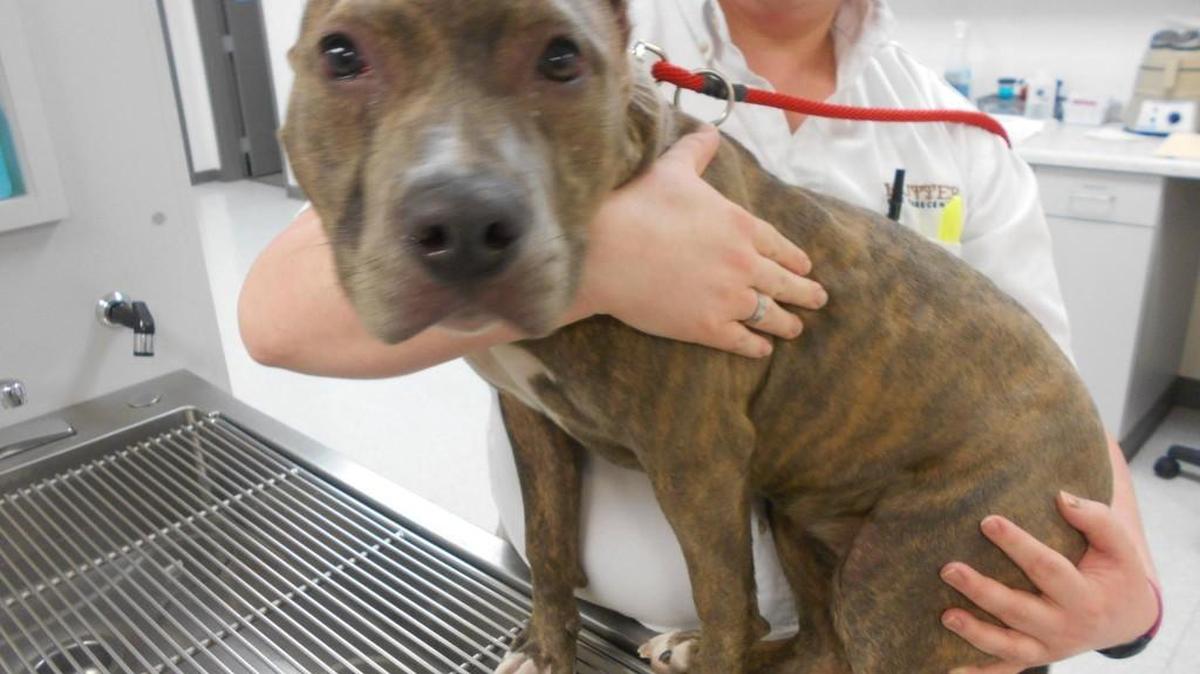 Roxy will remain with a veterinarian until she can be released to the care of the Wichita Animal Shelter.