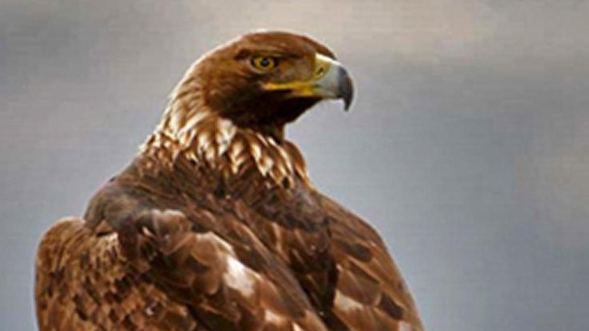 Golden eagle