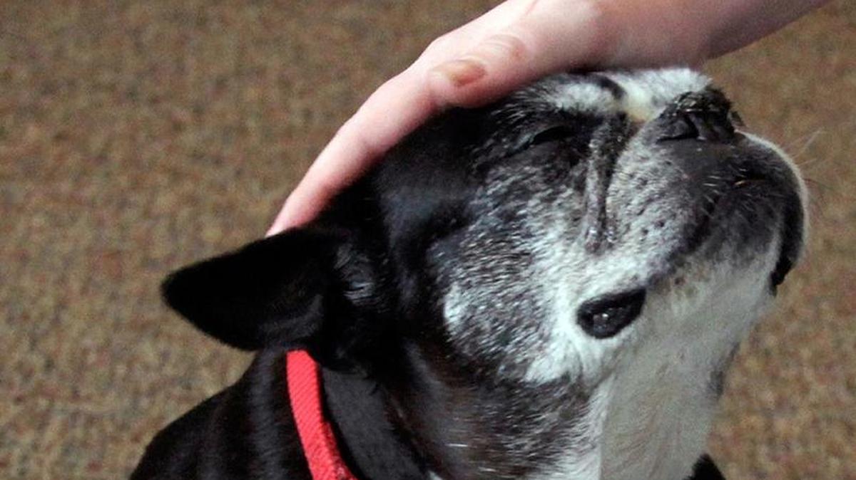 A Boston terrier