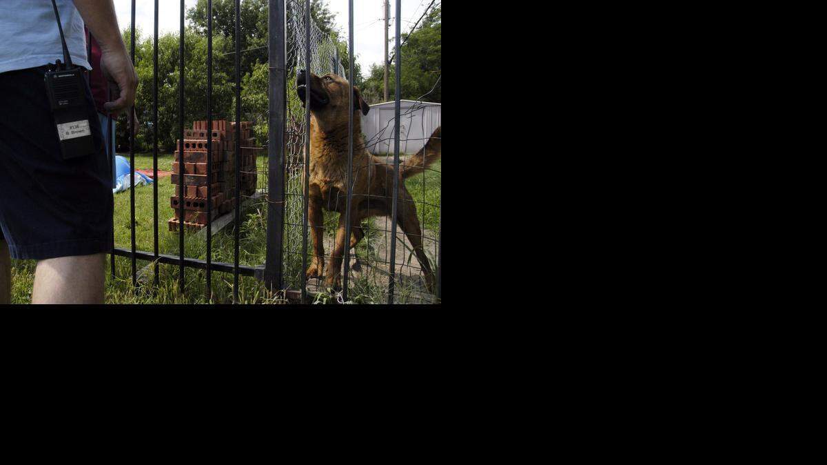 
A Wichita animal control officer checks on a dog in 2006. Police say two women have been posing as animal control officers.
