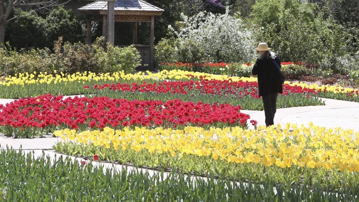 Tulips have begun blooming at Botanica, but some of the beds may contain a surprise this spring.