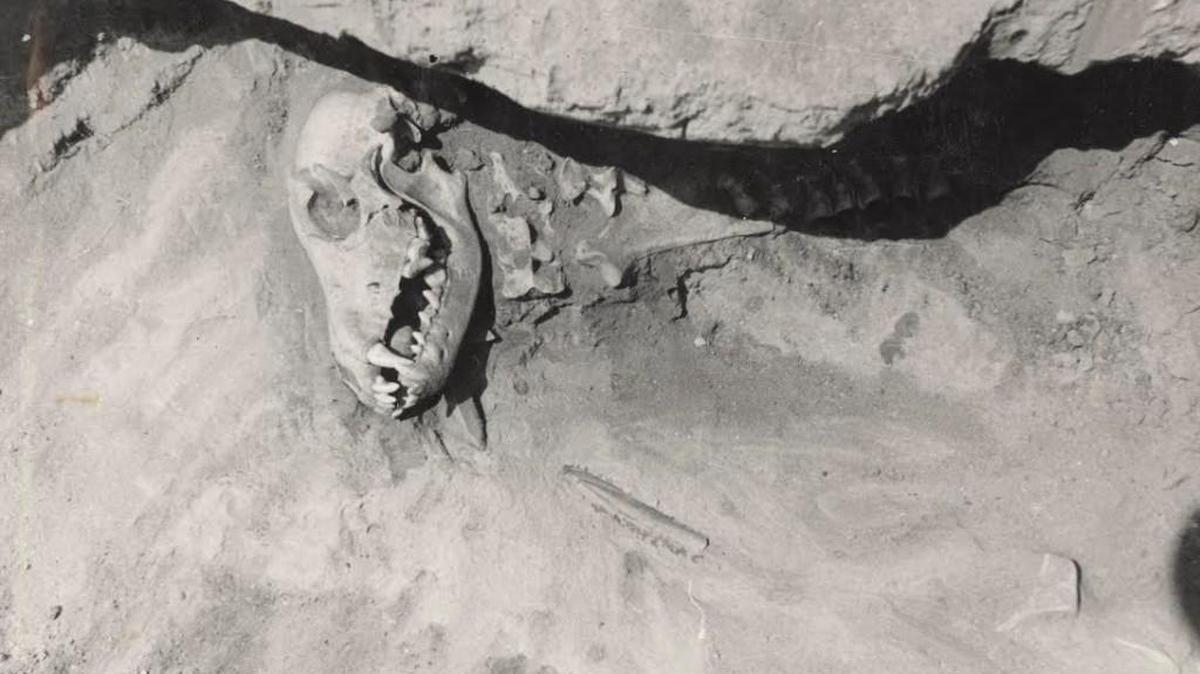 This dog was buried about 7,000 years ago near Lake Baikal in southern Siberia with stone tools and a round pebble placed in its mouth. “I have no idea what that means, but it meant something to whoever put it there,” archaeologist Robert Losey says of the pebble.