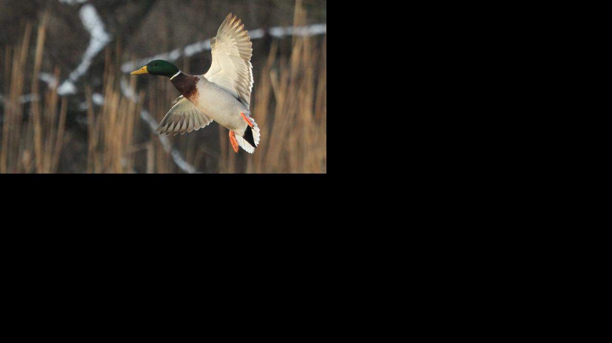 
A mallard drake was one of thousands of birds counted at Saturday’s annual Christmas Bird Count.
